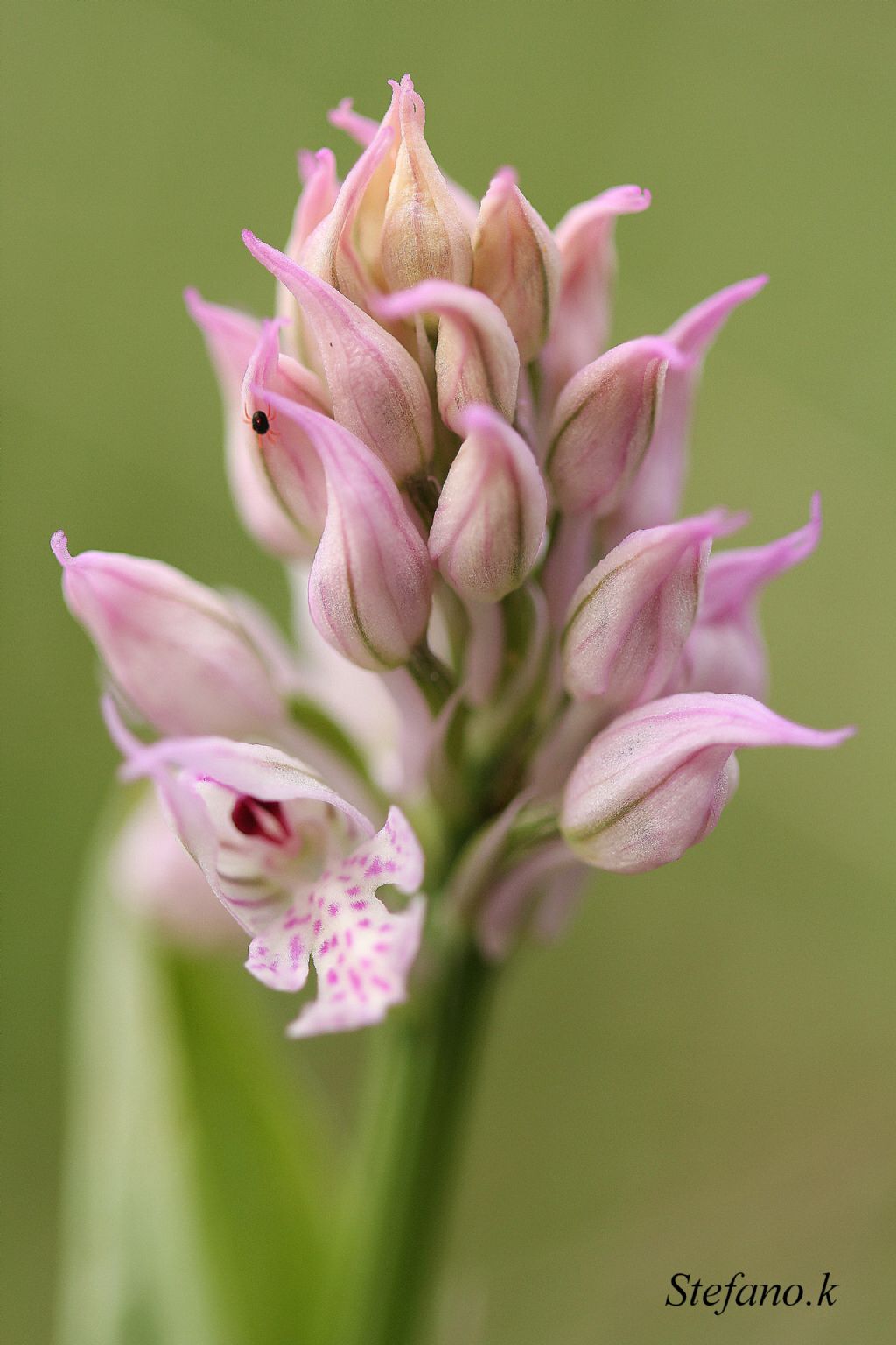 Neotinea tridentata